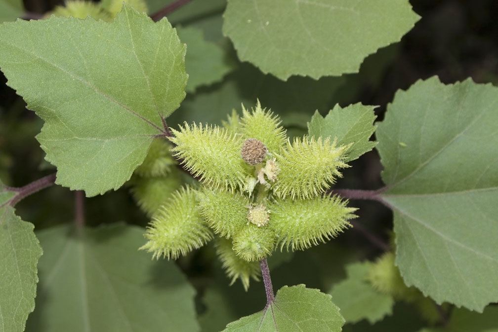Xanthium sp.